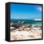 Awesome South Africa Collection Square - African Penguins at Boulders Beach-Philippe Hugonnard-Framed Stretched Canvas