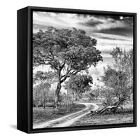 Awesome South Africa Collection Square - African Safari Road B&W-Philippe Hugonnard-Framed Stretched Canvas