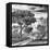 Awesome South Africa Collection Square - African Safari Road B&W-Philippe Hugonnard-Framed Stretched Canvas
