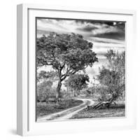 Awesome South Africa Collection Square - African Safari Road B&W-Philippe Hugonnard-Framed Photographic Print