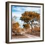 Awesome South Africa Collection Square - African Safari Road with Fall Colors-Philippe Hugonnard-Framed Photographic Print