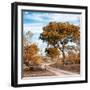 Awesome South Africa Collection Square - African Safari Road with Fall Colors-Philippe Hugonnard-Framed Photographic Print