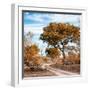 Awesome South Africa Collection Square - African Safari Road with Fall Colors-Philippe Hugonnard-Framed Photographic Print