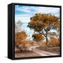 Awesome South Africa Collection Square - African Safari Road with Fall Colors-Philippe Hugonnard-Framed Stretched Canvas