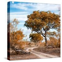 Awesome South Africa Collection Square - African Safari Road with Fall Colors-Philippe Hugonnard-Stretched Canvas