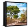 Awesome South Africa Collection Square - African Safari Road-Philippe Hugonnard-Framed Stretched Canvas