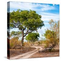 Awesome South Africa Collection Square - African Safari Road-Philippe Hugonnard-Stretched Canvas