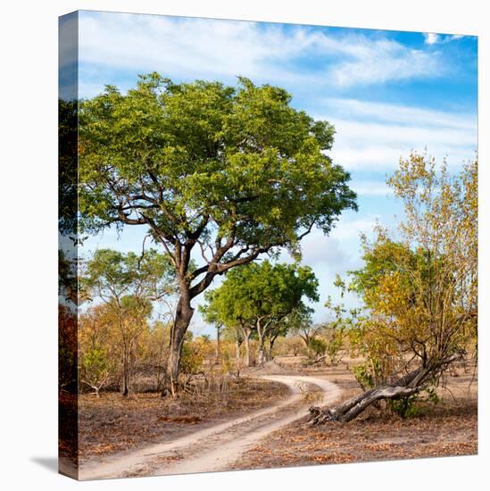 Awesome South Africa Collection Square - African Safari Road-Philippe Hugonnard-Stretched Canvas