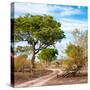 Awesome South Africa Collection Square - African Safari Road-Philippe Hugonnard-Stretched Canvas