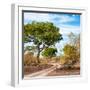 Awesome South Africa Collection Square - African Safari Road-Philippe Hugonnard-Framed Photographic Print