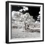 Awesome South Africa Collection Square - Another Look Savannah-Philippe Hugonnard-Framed Photographic Print