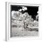 Awesome South Africa Collection Square - Another Look Savannah-Philippe Hugonnard-Framed Photographic Print