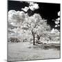 Awesome South Africa Collection Square - Another Look Savannah-Philippe Hugonnard-Mounted Photographic Print