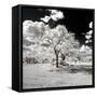 Awesome South Africa Collection Square - Another Look Savannah-Philippe Hugonnard-Framed Stretched Canvas