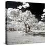 Awesome South Africa Collection Square - Another Look Savannah-Philippe Hugonnard-Stretched Canvas