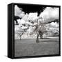 Awesome South Africa Collection Square - Another Look Savannah-Philippe Hugonnard-Framed Stretched Canvas