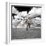 Awesome South Africa Collection Square - Another Look Savannah-Philippe Hugonnard-Framed Photographic Print