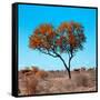 Awesome South Africa Collection Square - Autumn Tree Heart-Philippe Hugonnard-Framed Stretched Canvas