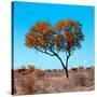 Awesome South Africa Collection Square - Autumn Tree Heart-Philippe Hugonnard-Stretched Canvas