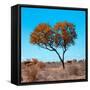 Awesome South Africa Collection Square - Autumn Tree Heart-Philippe Hugonnard-Framed Stretched Canvas