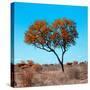 Awesome South Africa Collection Square - Autumn Tree Heart-Philippe Hugonnard-Stretched Canvas