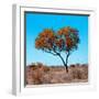 Awesome South Africa Collection Square - Autumn Tree Heart-Philippe Hugonnard-Framed Photographic Print