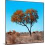 Awesome South Africa Collection Square - Autumn Tree Heart-Philippe Hugonnard-Mounted Photographic Print