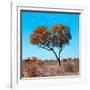 Awesome South Africa Collection Square - Autumn Tree Heart-Philippe Hugonnard-Framed Photographic Print