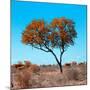 Awesome South Africa Collection Square - Autumn Tree Heart-Philippe Hugonnard-Mounted Photographic Print