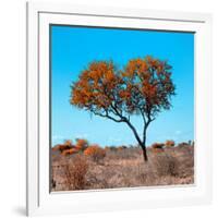 Awesome South Africa Collection Square - Autumn Tree Heart-Philippe Hugonnard-Framed Photographic Print