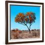 Awesome South Africa Collection Square - Autumn Tree Heart-Philippe Hugonnard-Framed Photographic Print