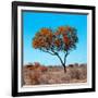 Awesome South Africa Collection Square - Autumn Tree Heart-Philippe Hugonnard-Framed Photographic Print