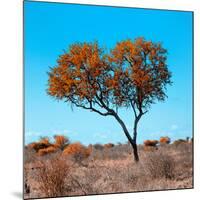 Awesome South Africa Collection Square - Autumn Tree Heart-Philippe Hugonnard-Mounted Photographic Print