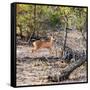 Awesome South Africa Collection Square - Baby Impala-Philippe Hugonnard-Framed Stretched Canvas