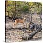 Awesome South Africa Collection Square - Baby Impala-Philippe Hugonnard-Stretched Canvas