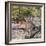 Awesome South Africa Collection Square - Baby Impala-Philippe Hugonnard-Framed Photographic Print