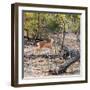 Awesome South Africa Collection Square - Baby Impala-Philippe Hugonnard-Framed Photographic Print