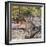 Awesome South Africa Collection Square - Baby Impala-Philippe Hugonnard-Framed Photographic Print