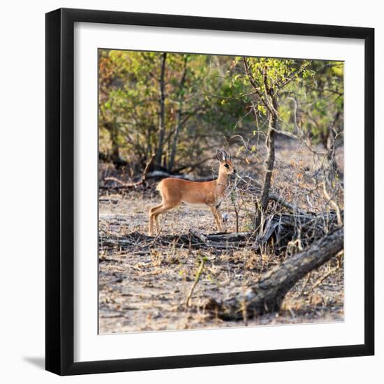 Awesome South Africa Collection Square - Baby Impala-Philippe Hugonnard-Framed Photographic Print