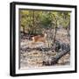 Awesome South Africa Collection Square - Baby Impala-Philippe Hugonnard-Framed Photographic Print