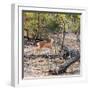 Awesome South Africa Collection Square - Baby Impala-Philippe Hugonnard-Framed Photographic Print