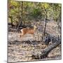 Awesome South Africa Collection Square - Baby Impala-Philippe Hugonnard-Mounted Photographic Print