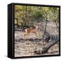 Awesome South Africa Collection Square - Baby Impala-Philippe Hugonnard-Framed Stretched Canvas