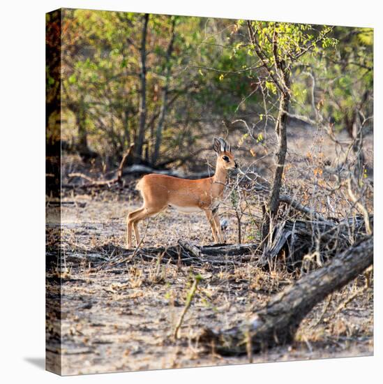 Awesome South Africa Collection Square - Baby Impala-Philippe Hugonnard-Stretched Canvas