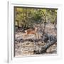 Awesome South Africa Collection Square - Baby Impala-Philippe Hugonnard-Framed Photographic Print