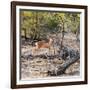 Awesome South Africa Collection Square - Baby Impala-Philippe Hugonnard-Framed Photographic Print