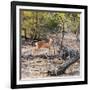 Awesome South Africa Collection Square - Baby Impala-Philippe Hugonnard-Framed Photographic Print