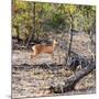 Awesome South Africa Collection Square - Baby Impala-Philippe Hugonnard-Mounted Photographic Print