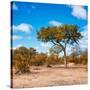 Awesome South Africa Collection Square - Beatiful Acacia Tree in Fall Colors-Philippe Hugonnard-Stretched Canvas