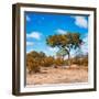 Awesome South Africa Collection Square - Beatiful Acacia Tree in Fall Colors-Philippe Hugonnard-Framed Photographic Print